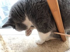 -Catmate·猫肥家润(金润铂宫店)