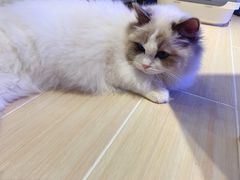 -momokira米努特·德文卷毛猫·棉花面纱犬