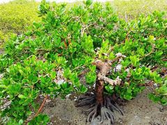 -北海金海湾红树林生态旅游区