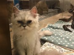 -more than meow吴止猫主题餐厅(承德 中船汇店)