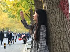 -三里屯东五街银杏大道