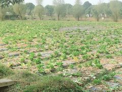 -上海多利农业发展有限公司