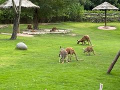-泉州海丝野生动物世界