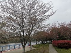 -高东镇樱花园