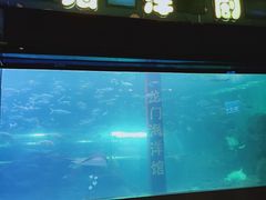 -洛阳龙门海洋馆