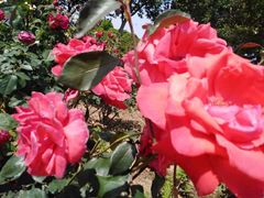 -武汉紫薇都市田园