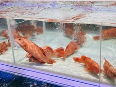 -盒马X会员店(上海森兰商都店)