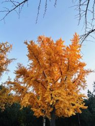 -青稚护手霜QINGZHI