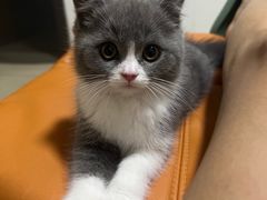 -小猫来了·猫舍(红山六九七九店)