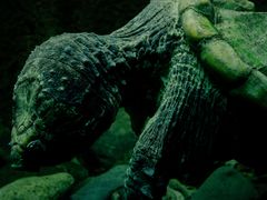 -太平洋海底世界