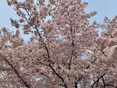 -顾村公园