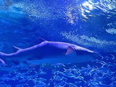 -海合安武汉极地海洋公园