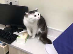 -凯特喵百思猫专科医院