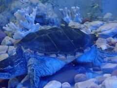 -东方巨龟苑景区