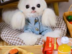 -萌宠之家·腊肠犬·马尔泰·小体犬舍