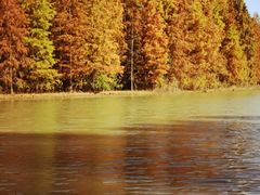 -上海海湾国家森林公园