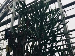 -南山植物园