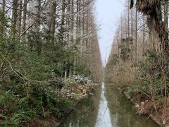 -东平国家森林公园