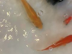 -凤吉园乌拉满族火锅中华老字号(繁荣路店)
