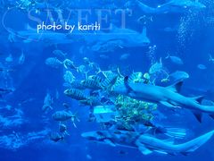 -太平洋海底世界博览馆·展览厅
