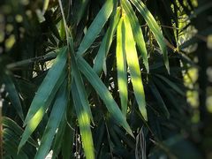 -风云岭森林公园