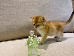 -猫十亿·布偶金渐层·曼基康矮脚猫舍(青年路店)