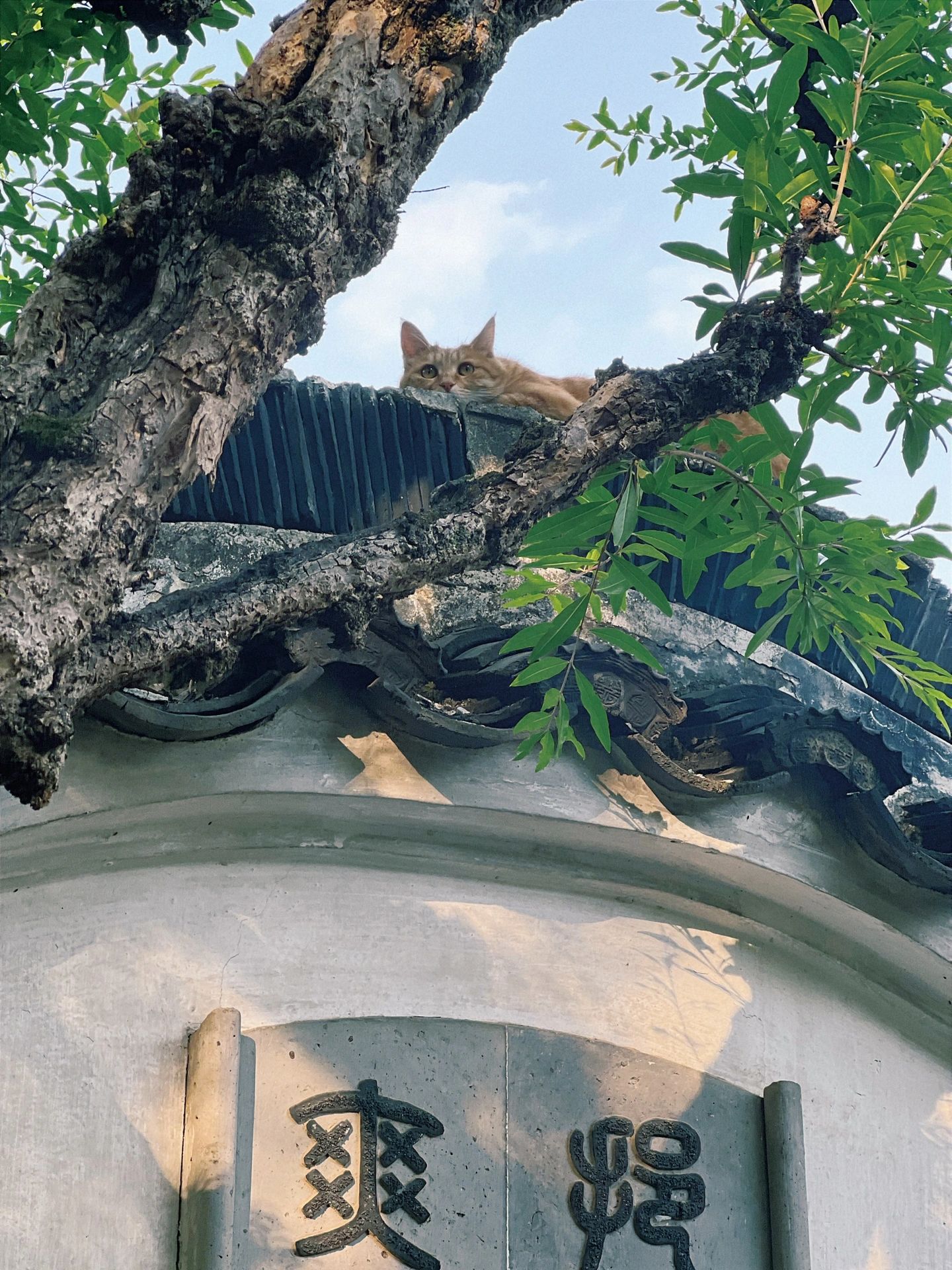 古樟植物园图片