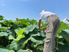 -洪湖生态旅游区