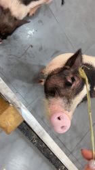 -Moni星球萌宠·小马宝莉·灵蛇·高端高阶全萌宠互动体验俱乐部(红豆国际广场店)