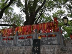 -大槐树寻根祭祖园