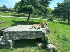 -上海野生动物园
