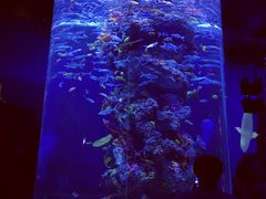 -芜湖新华联大白鲸海洋公园