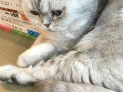 -飞行喵MR PILOT|猫舍·猫咖(静安大融城店)