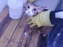 -喵百万·布偶·蓝金金渐层英短·猫舍(百子湾店)