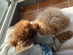 -瑞派福兴宠物医院犬猫全科·骨科·中西医结合(河东店)