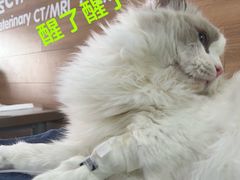 -爱侣宠医·鹦鹉专科·小型哺乳类·异宠专科(灵石路店)