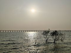 -宝安西湾红树林湿地公园