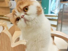 -飞行喵MR PILOT|猫舍·猫咖(静安大融城店)