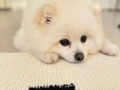 -瑞派·关忠动物医院·猫专科·犬专科(三环新城店)
