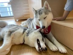 -Husky Go! 哈士奇体验馆·宠物咖啡厅狗咖