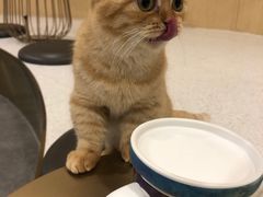 -飞行喵MR PILOT|猫舍·猫咖(静安大融城店)
