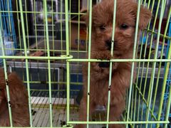 -中环花鸟鱼虫市场