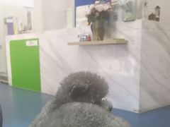 -佩兹宠物医院肿瘤专科·眼科·牙科(黄浦店)
