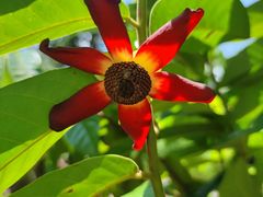 -中国科学院西双版纳热带植物园