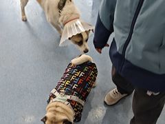 -佑安动物医院·全科·内窥镜中心(幸福巷店)