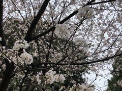 -武汉大学-樱园