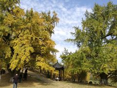 -千年银杏谷文化旅游区