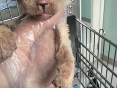 -纳吉亚猫专科动物医院博雅分院