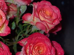 -循礼门鲜花花市(武汉循礼门店)