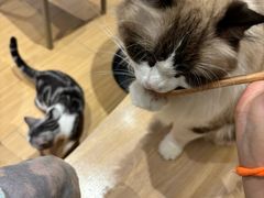 -米乐乖乖猫咪咖啡馆·猫咖(深圳湾后海汇店)